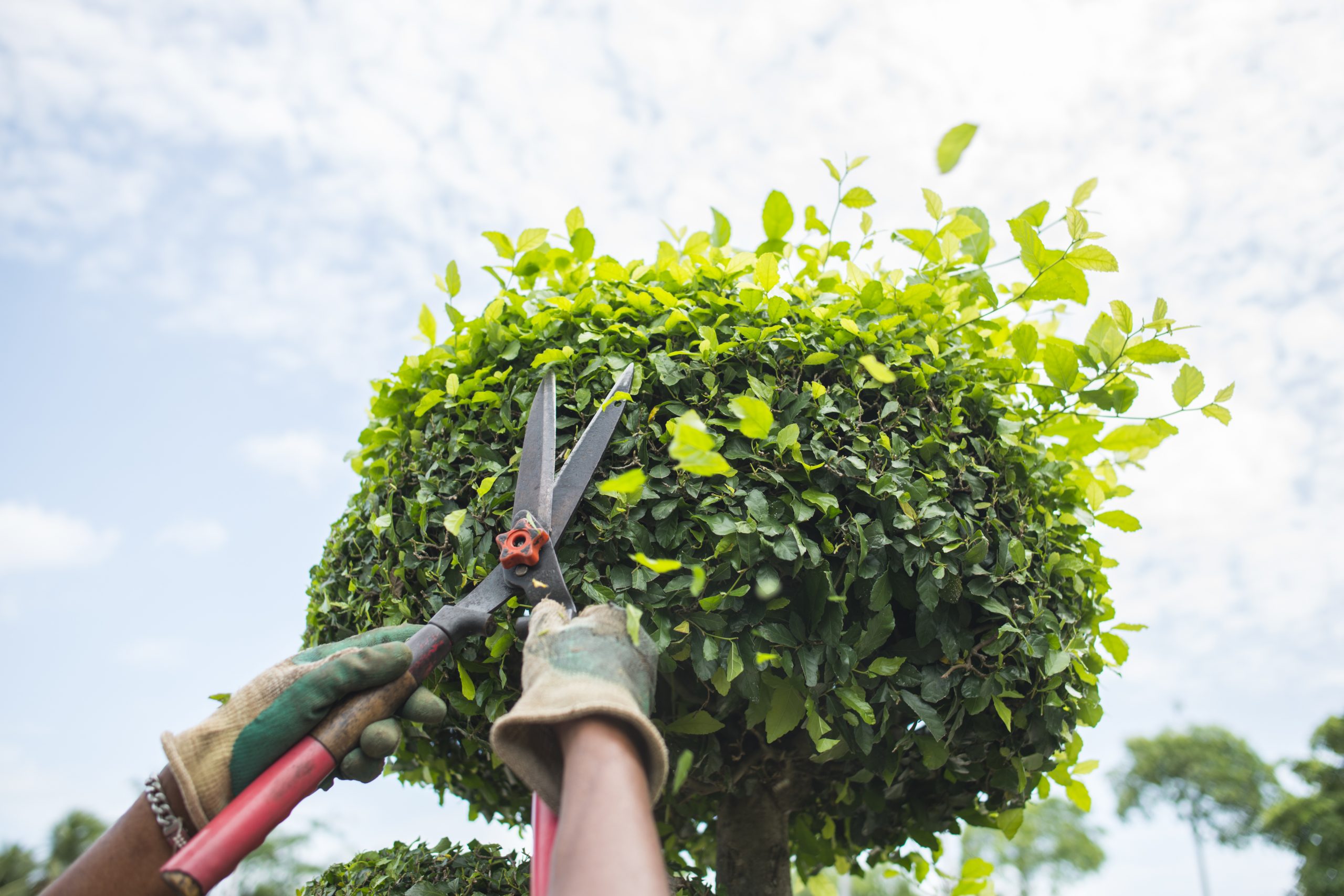 trimming garden