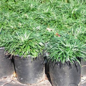 Mondo Grass