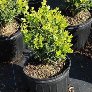Boxwood (Japanese)