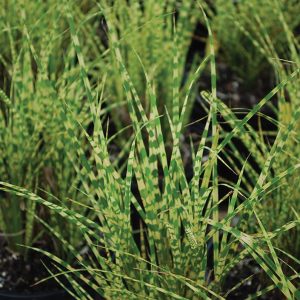 Miscanthus – Zebra