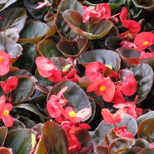 Landscaping services in Plano, TX