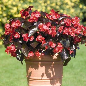 Landscaping services in Plano, TX