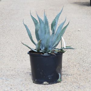 BLUE AGAVE – AMERICANA
