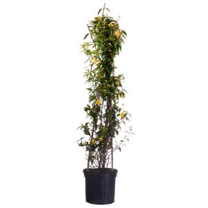 Carolina Jasmine