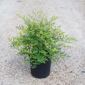 Compacta Nandina