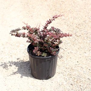 Crimson Pygmy Barberry