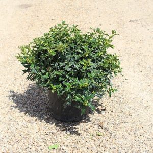 Dwarf Chinese Holly