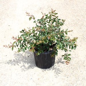 Crape Myrtle (dwarf)