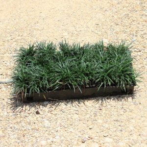 Dwarf Mondo Grass