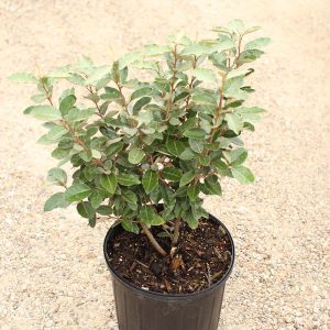 Eleagnus