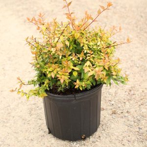 Abelia – Francis Mason