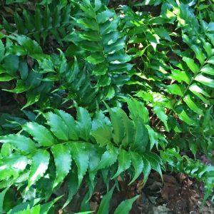 Holly Fern