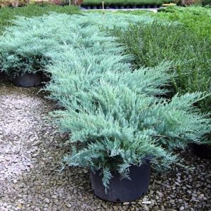 Juniper (Grey Owl)