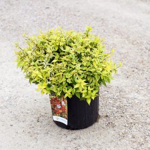 Abelia Kaleidoscope