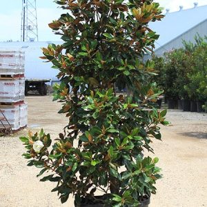 Little Gem Magnolia