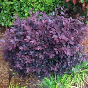 Loropetalum - Diamond
