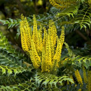 Mahonia Bealei