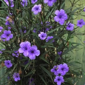 Mexican Petunia