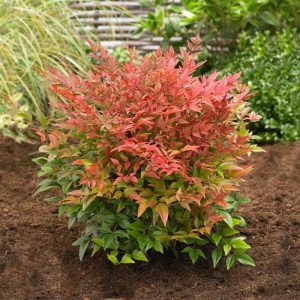 Nandina - Obsession