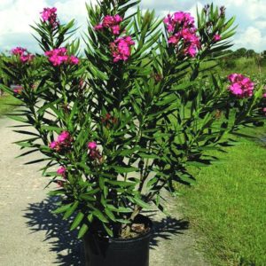 Red Oleander