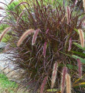 Pennisetum – Purple Fountain