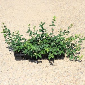 Purple Wintercreeper
