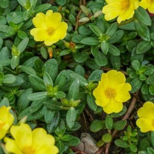 Purslane