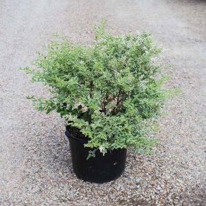 Variegated Privet