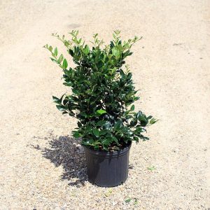 Waxleaf Ligustrum