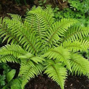 Wood Fern