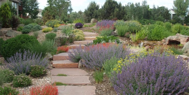 XERISCAPE-768x387