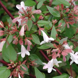ABELIA – EDWARD GOUCHER