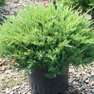 Andorra Juniper