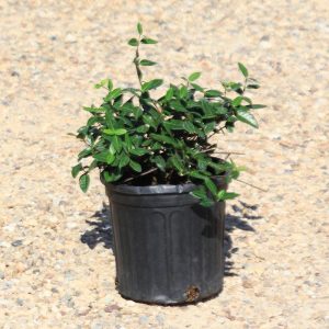 Asian Jasmine