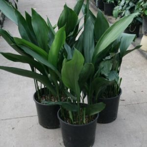 Aspidistra