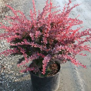 Barberry – Rose Glow