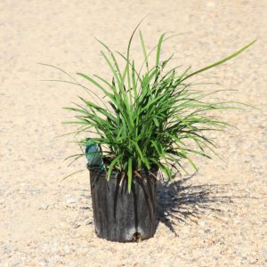 Liriope Big Blue
