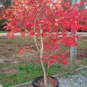 Bloodgood Japanese Maple