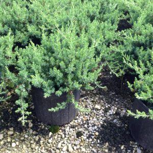 Blue Pacific Juniper