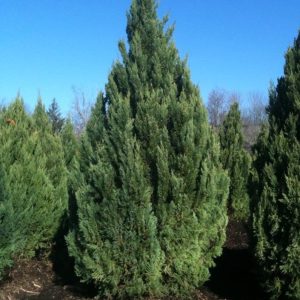 Blue Point Juniper