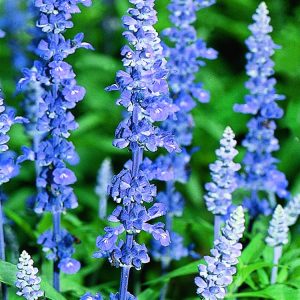 Landscaping services in Plano, TX