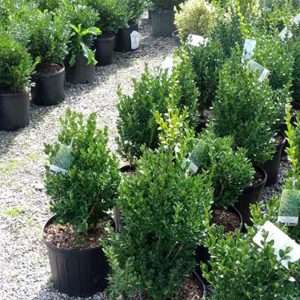 Boxwood (wintergreen)