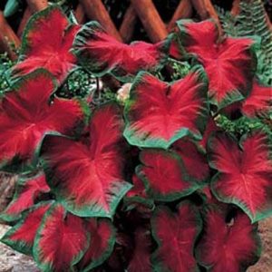 Caladium - Fancy Leaf