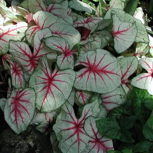 Landscaping services in Plano, TX