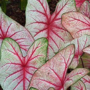 Landscaping services in Plano, TX