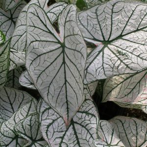 Landscaping services in Plano, TX