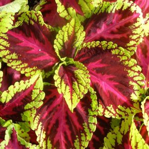 Landscaping services in Plano, TX
