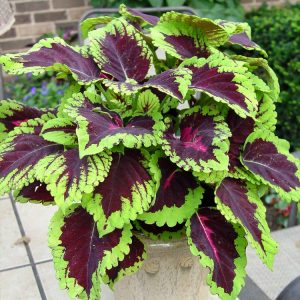 Landscaping services in Plano, TX