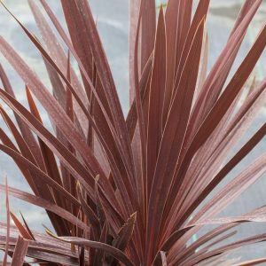 Landscaping services in Plano, TX