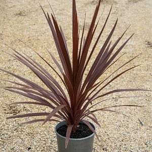 Landscaping services in Plano, TX